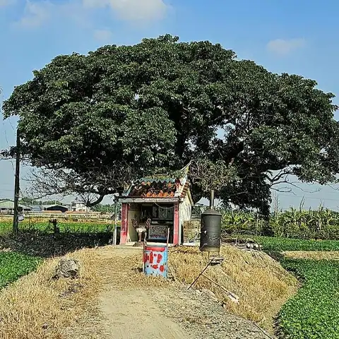 百年茄苳樹 福德祠